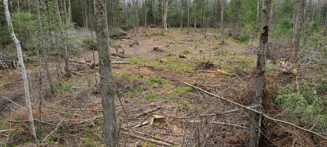 Début d’aménagement d’un secteur à fort potentiel pour la faune incluant marquage, abattage et récolte de bois.